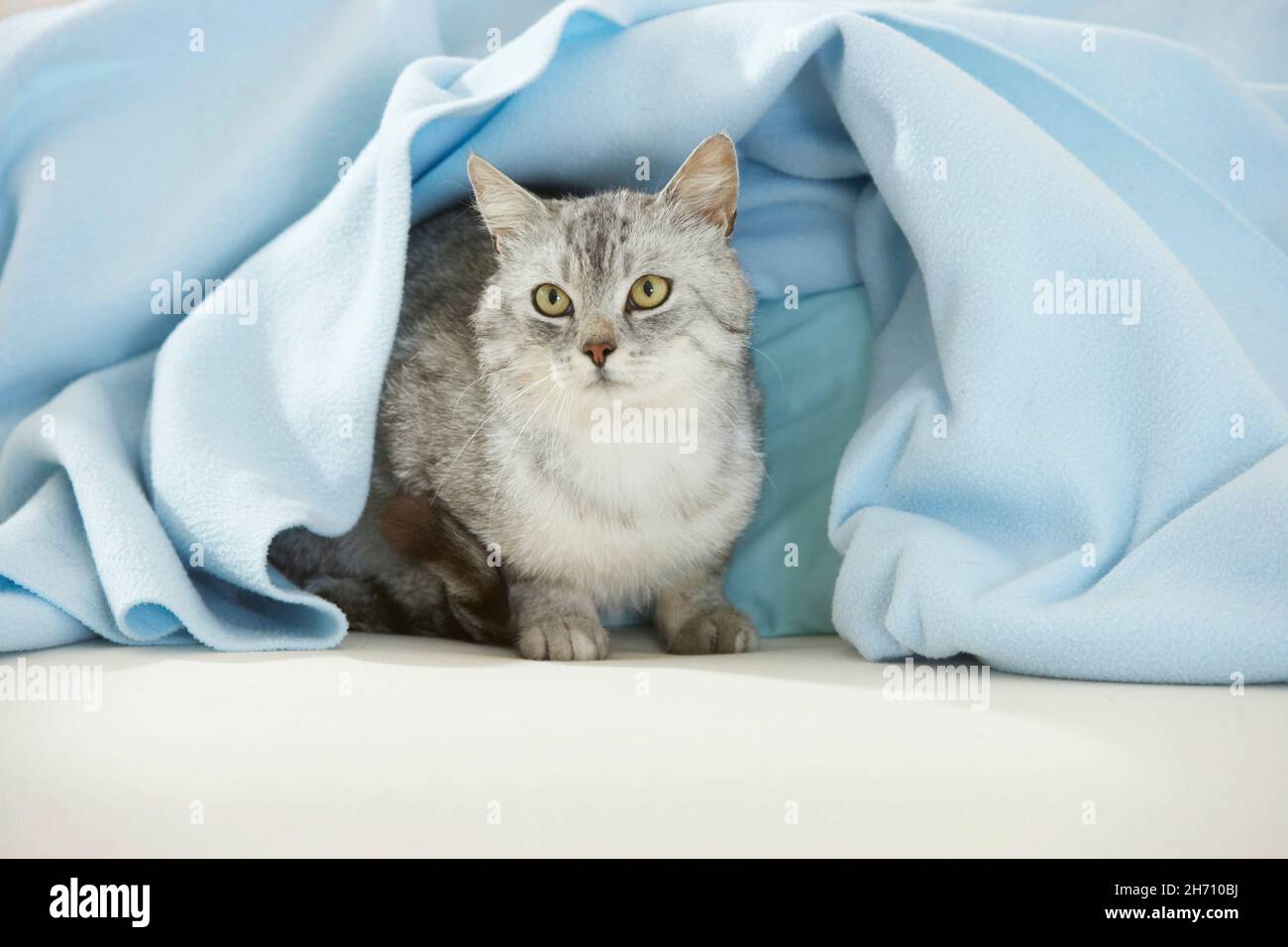 Gatto domestico. Tabby adulto sotto una coperta blu chiaro. Germania Foto Stock