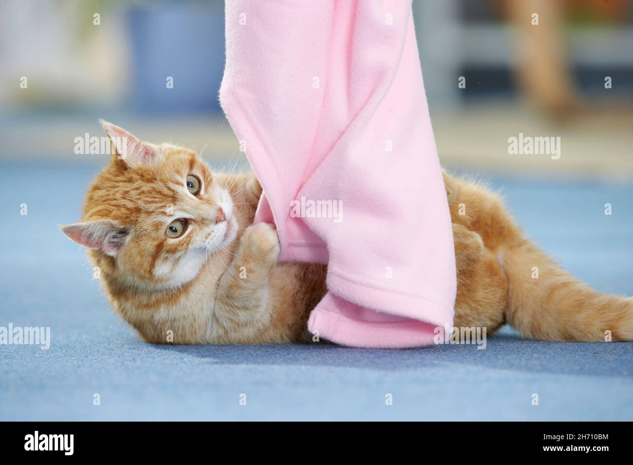 Gatto domestico. Rosso-tabby adulto che gioca con una coperta rosa. Germania Foto Stock