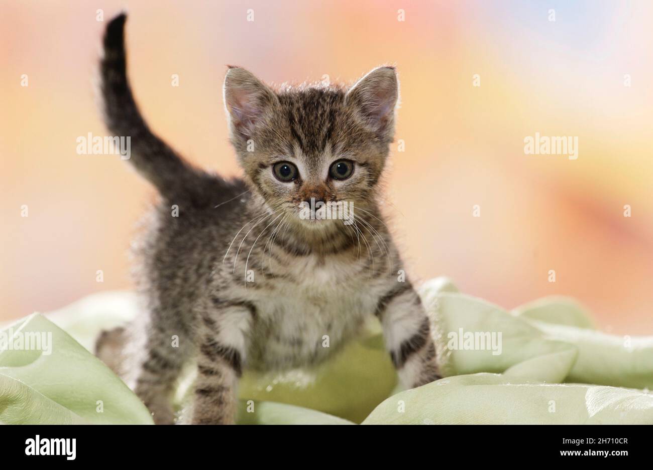 Gatto domestico. Gattino tabby in piedi su una coperta verde chiaro. Germania Foto Stock