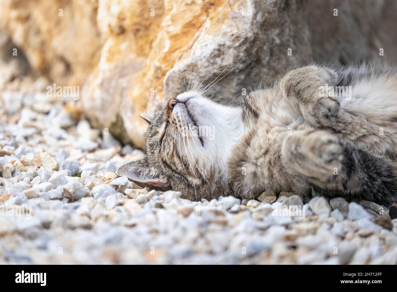 Gatto domestico. Un gatto tabby adulto che dorme su ghiaia vicino ad una roccia. Germania Foto Stock