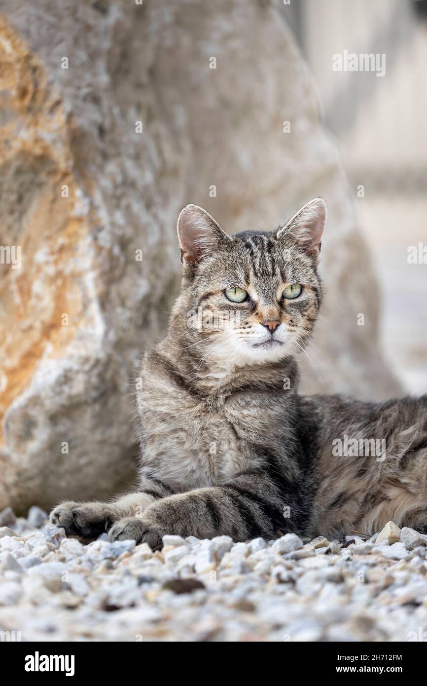 Gatto domestico. Un gatto tabby adulto giace su ghiaia accanto ad una roccia. Germania Foto Stock