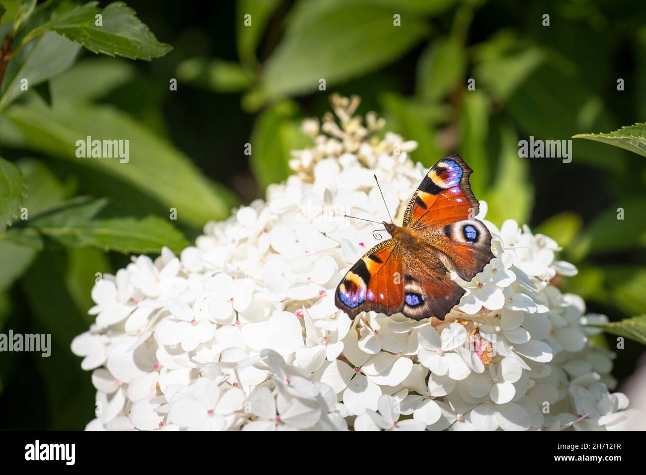 Peacock Butterfly europeo (Inachis io, Nymphalis io). Farfalla su un fiore bianco. Germania Foto Stock