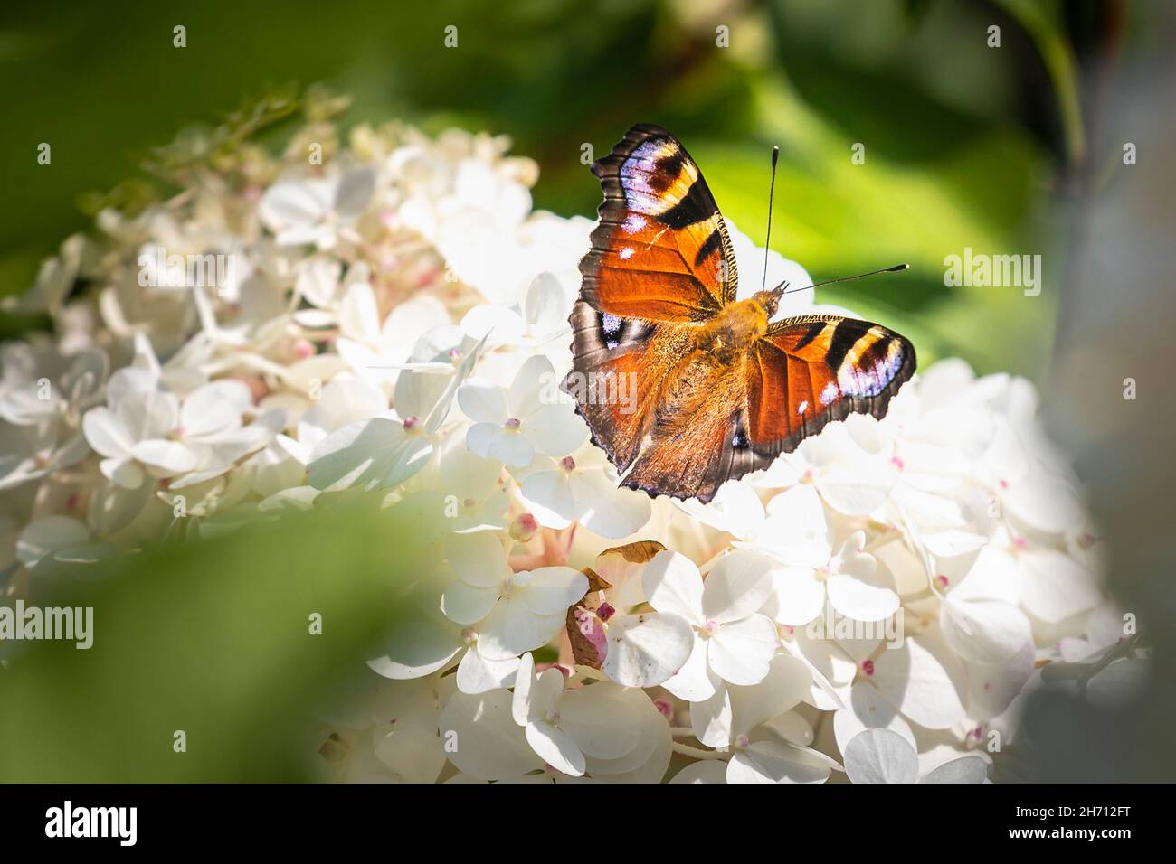 Peacock Butterfly europeo (Inachis io, Nymphalis io). Farfalla su un fiore bianco. Germania Foto Stock