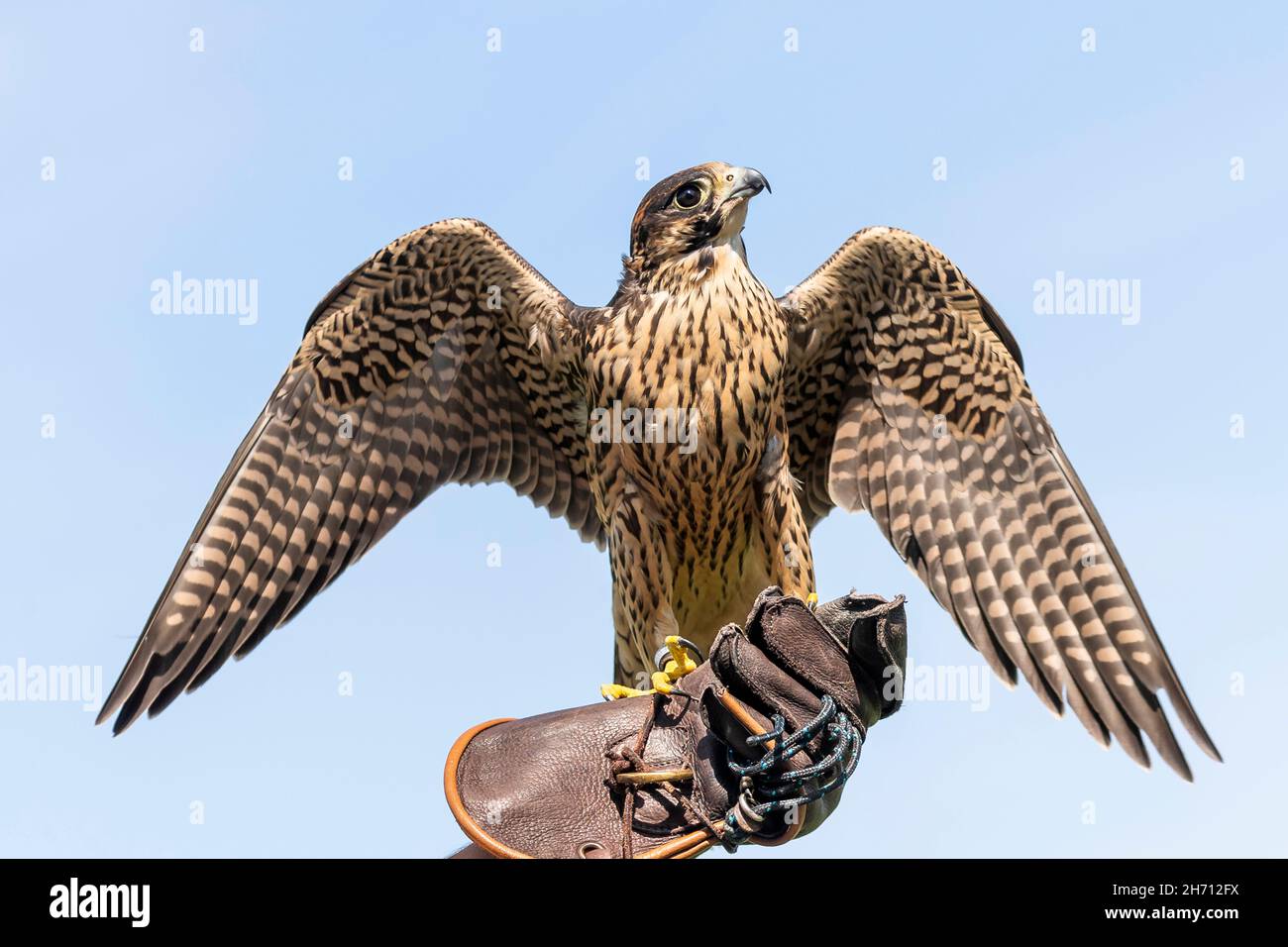 Peregrine Falcon (Falco peregrinus), utilizzato per la caccia, arroccato su guanto falconiere. Germania Foto Stock