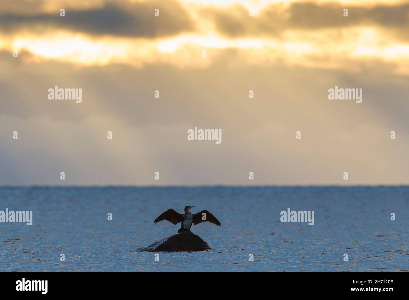 Grande cormorano (carbo Phalacrocorax). Un giovane uccello asciuga le sue ali su una roccia nel Mar Baltico. Autunno, Svezia Foto Stock