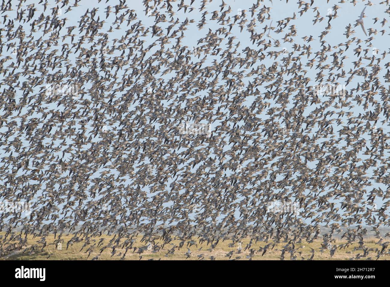 Nodo (Calidris canutus). Gregge in volo. Parco Nazionale del Mare di Wadden, Schleswig-Holstein, Germania Foto Stock