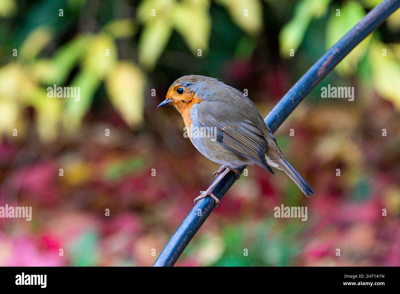 Un robin (Erithacus rubecula) Foto Stock