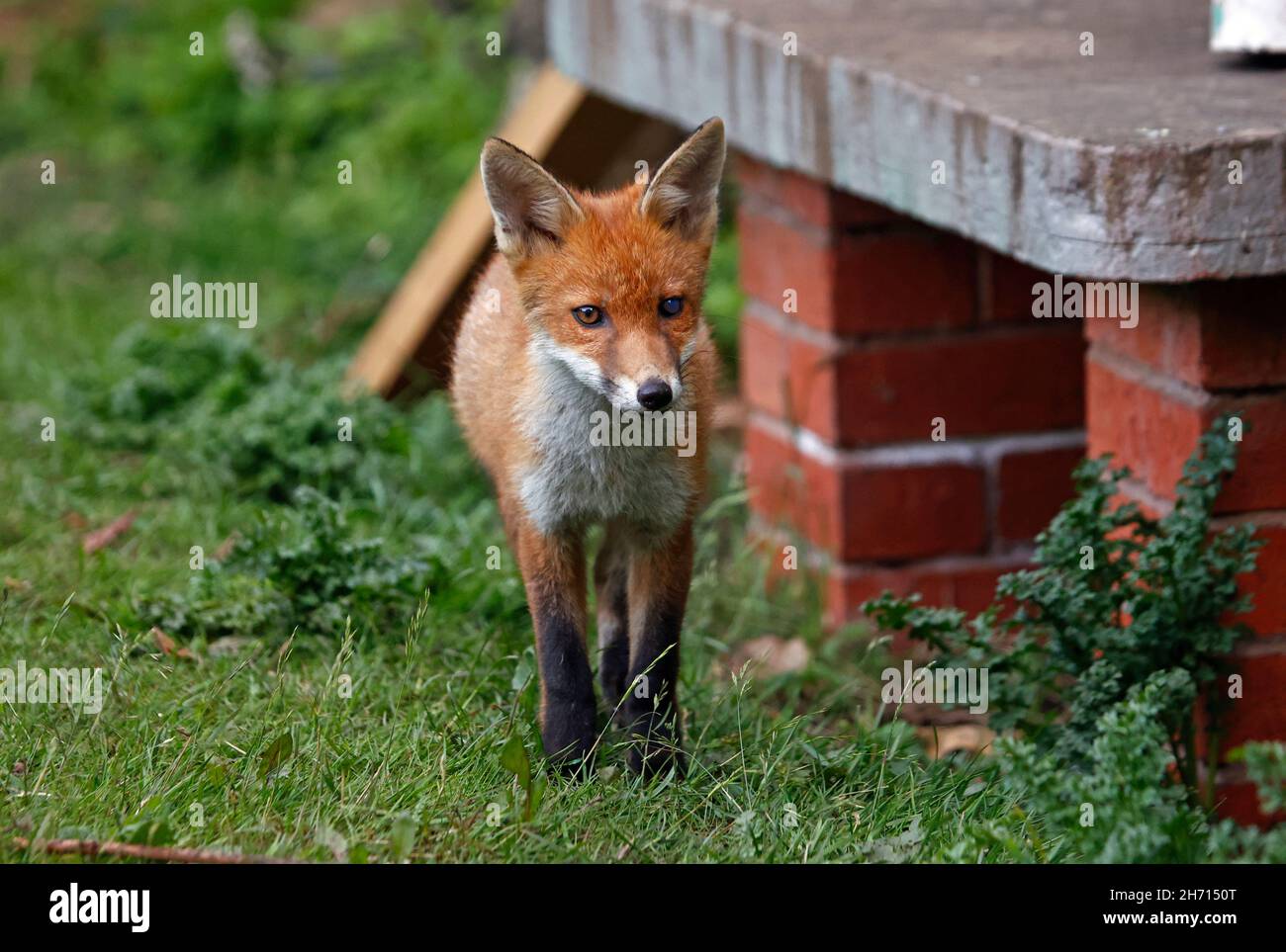 Cubetti di volpe urbana che esplorano il giardino Foto Stock