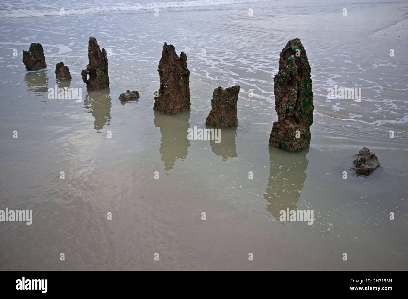 Vecchi pali di legno su una spiaggia vicino a Brighton, Inghilterra Foto Stock