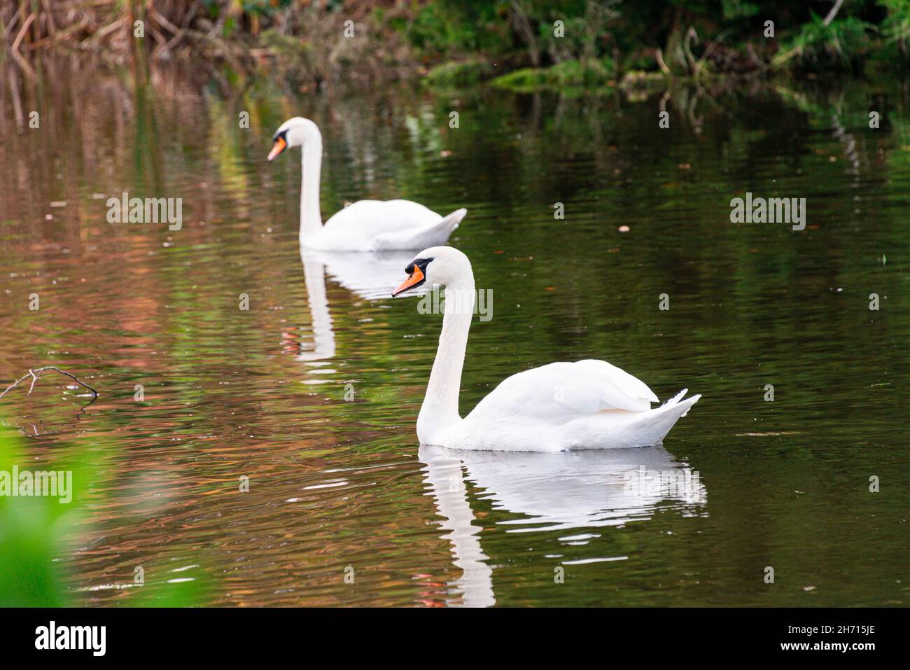 Due cigni muti (Cygnus olor) su un lago Foto Stock