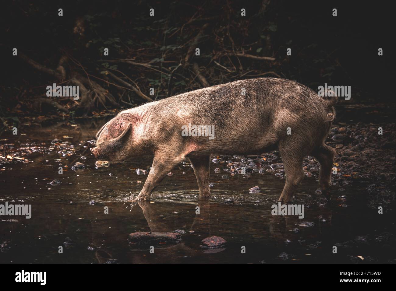 Pannage Pigs tra i colori autunnali in New Forest. Maiali e suinetti lavoreranno la loro strada attraverso la foresta mangiando le ghiande e le noci. Foto Stock