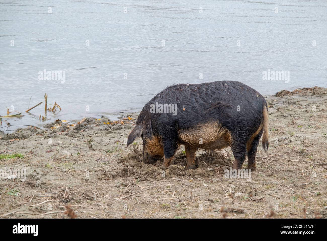 Il suino ferale (ibrido cinghiale-suino) scava il terreno nella zona costiera vicino al delta del Danubio Foto Stock