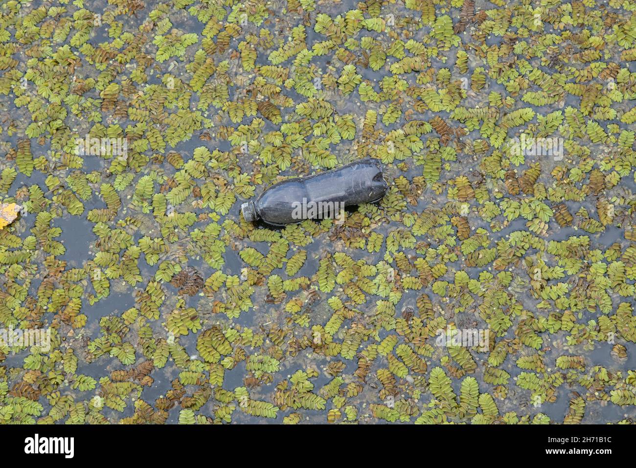 Bottiglie di plastica nuotano sul Watermuss galleggiante (Salvinia natans) nella zona costiera nel delta del Danubio. Inquinamento plastico. Foto Stock