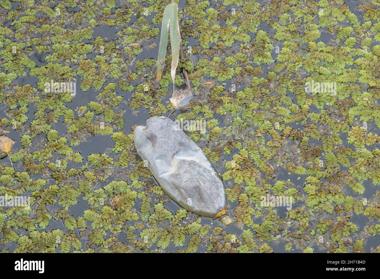 Bottiglie di plastica nuotano sul Watermuss galleggiante (Salvinia natans) nella zona costiera nel delta del Danubio. Inquinamento plastico. Foto Stock
