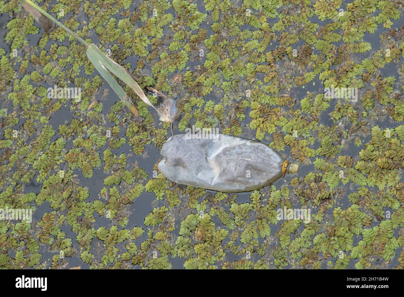 Bottiglie di plastica nuotano sul Watermuss galleggiante (Salvinia natans) nella zona costiera nel delta del Danubio. Inquinamento plastico. Foto Stock