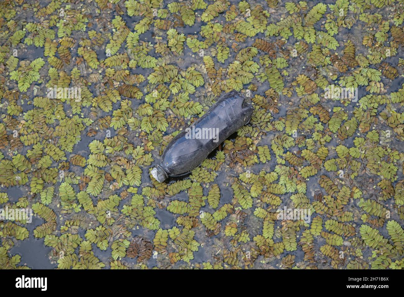 Bottiglie di plastica nuotano sul Watermuss galleggiante (Salvinia natans) nella zona costiera nel delta del Danubio. Inquinamento plastico. Foto Stock