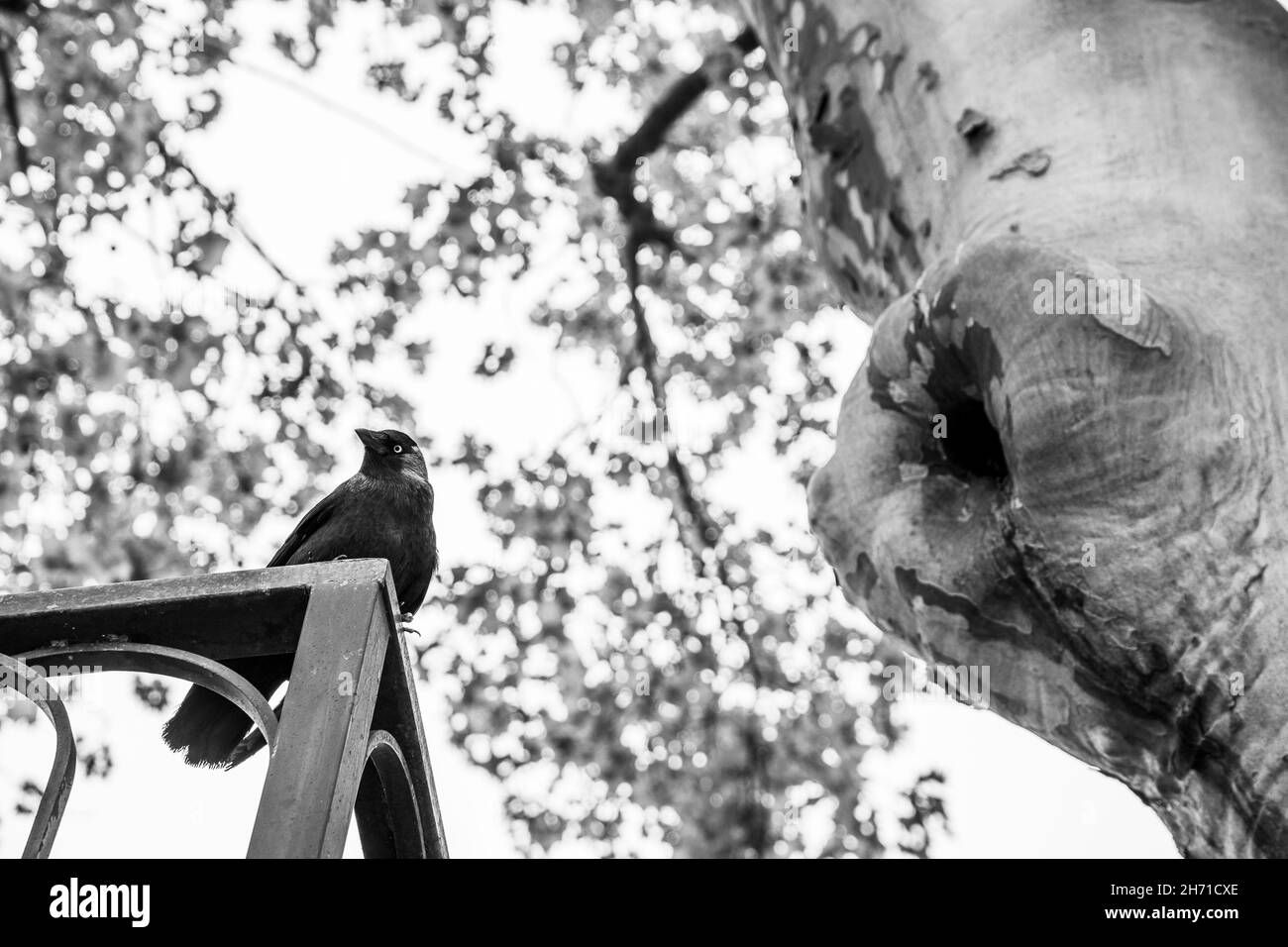 Jackdaw occidentale (Coloeus monidula) arroccato su una recinzione vicino ad un albero del piano Foto Stock