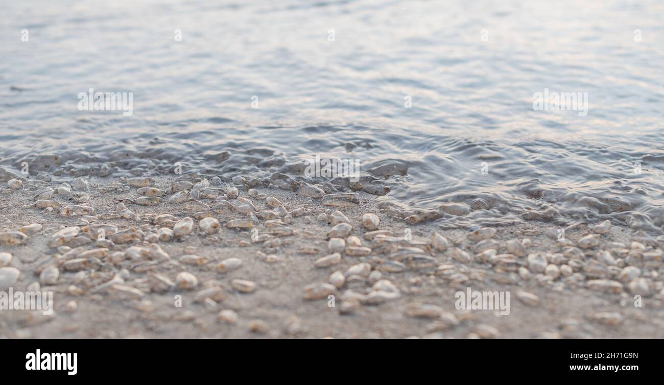 Molti salpa sulla spiaggia, abbondante naturale dal mare. Hua-Hin Thailandia. Foto Stock