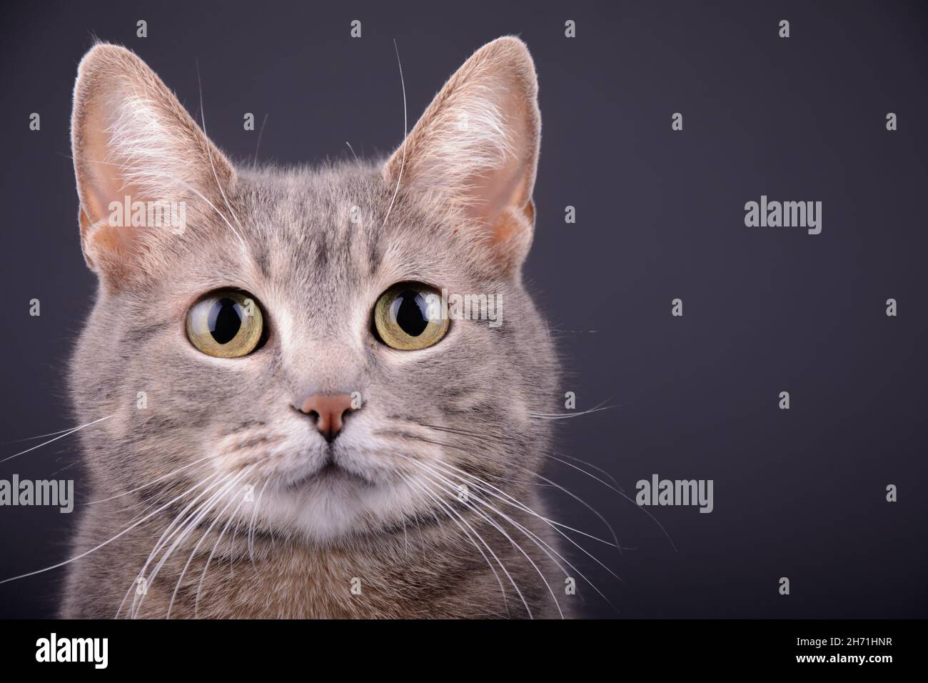 Primo piano del volto di un gatto tabby blu, su sfondo grigio scuro Foto Stock