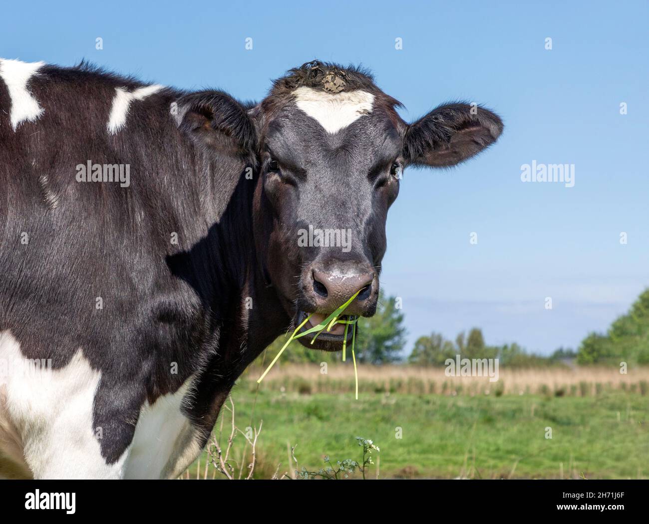 Testa di mucca, bianco e nero, colpo medio, aspetto calmo, naso nero, di  fronte al campo di agreen e un cielo blu Foto stock - Alamy