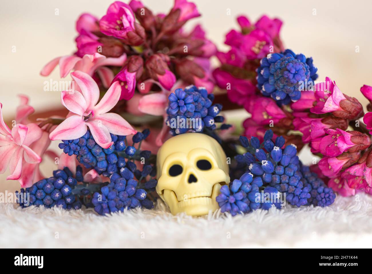 I primi fiori primaverili e il piccolo cranio giocattolo su un panno di spugna bianco Foto Stock