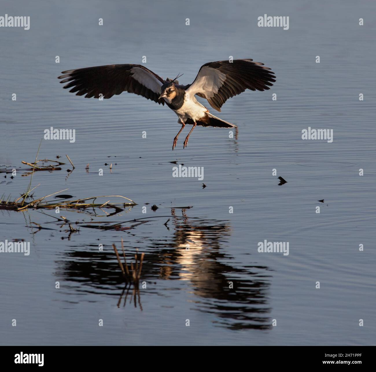 Lappatura (Vanellus vanellus) atterraggio in un habitat paludoso con riflessione Foto Stock
