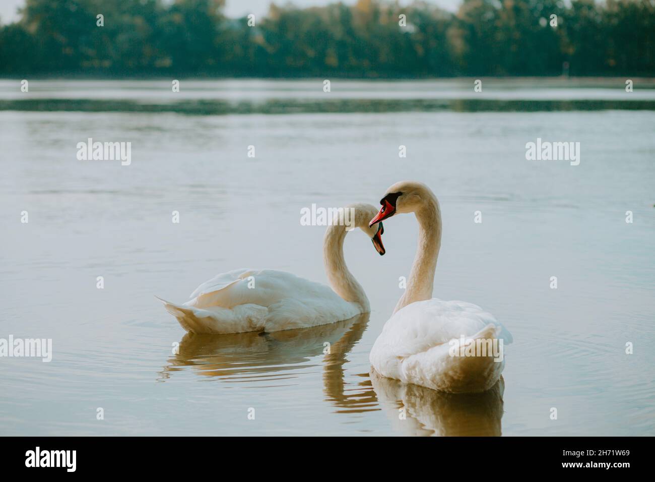 Un paio di cigni felici nuotano insieme sul tranquillo fiume Foto Stock