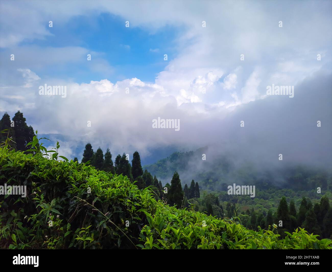 verde valle di montagna con cielo blu e nuvola pesante al mattino immagine è preso a darjeeling west bengala india. Foto Stock
