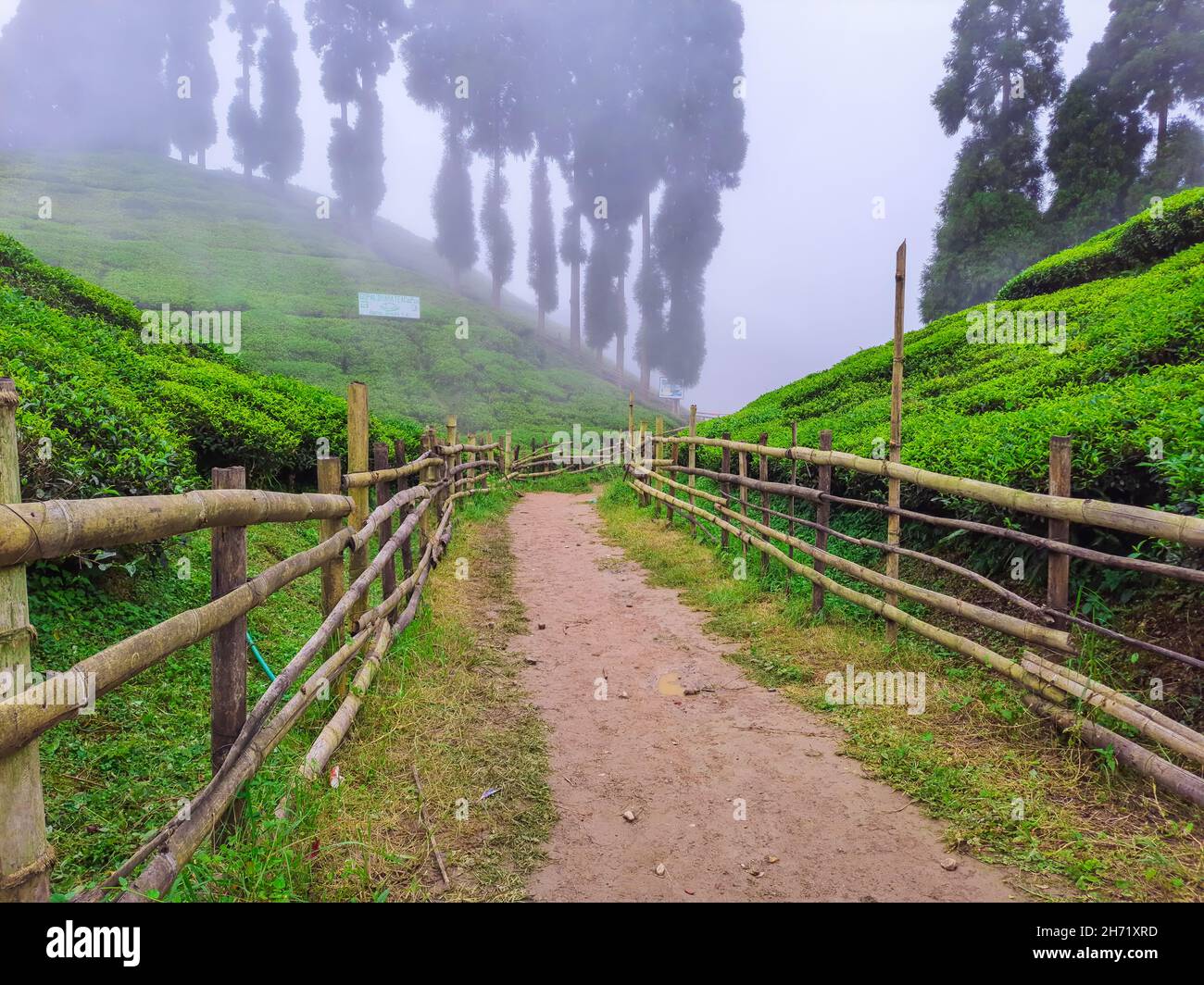 il giardino del tè nel villaggio remoto coperto di nebbia all'immagine del mattino è preso alla tenuta del tè di gopaldhara mirik darjeeling west bengala india. Foto Stock