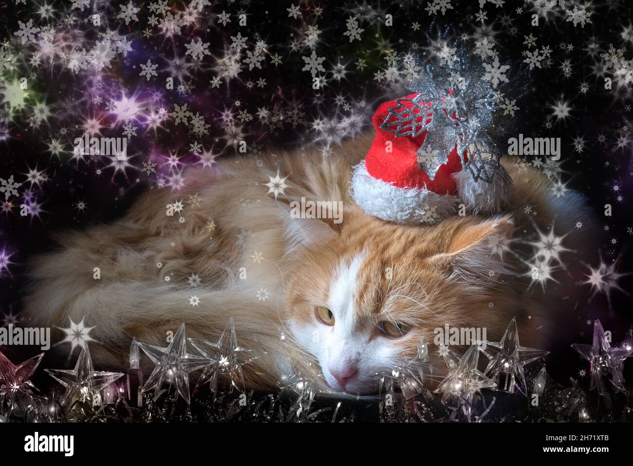 Cat si trova comodamente arricciato in un cappello rosso di Capodanno sullo sfondo scuro con ghirlone di natale e fiocchi di neve, collage. Foto Stock