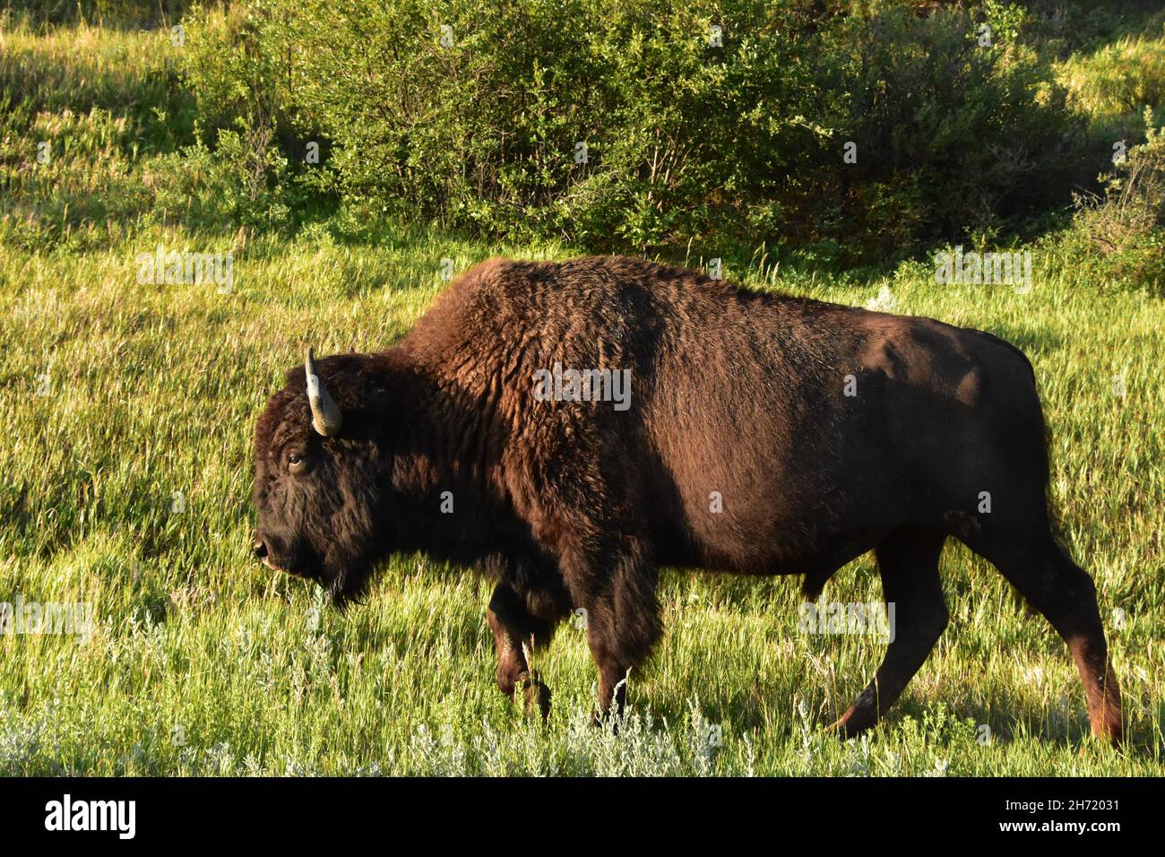 Furry stupefacente e soffice bufala americana che meandering attraverso un prato. Foto Stock Furry stupefacente e soffice bufala americana che meandering attraverso un prato. Foto Stock