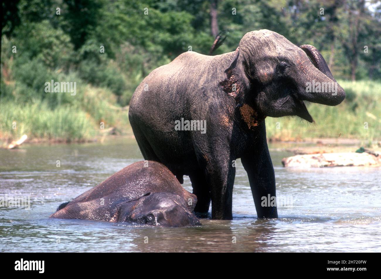 Elefanti indiani che bevono nel fiume Naryani Chitwan Nepal Foto Stock