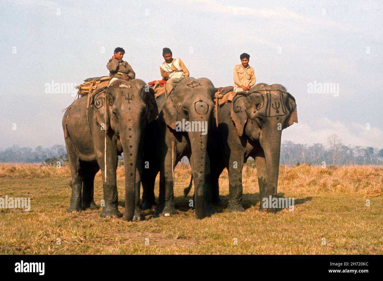 Mahouts nepalesi seduti su elefanti indiani decorati Chitwan National Park Nepal Foto Stock