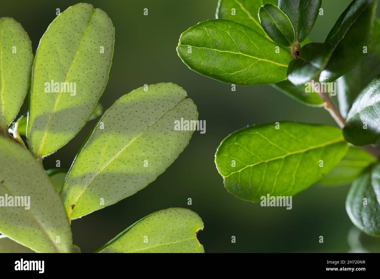 Preiselbeere, Preisel-Beere, Kronsbeere, reife Früchte, Preiselbeeren, Vaccinium vitis-idaea, mirtillo, mirtillo, mirtillo, Cowberr Foto Stock