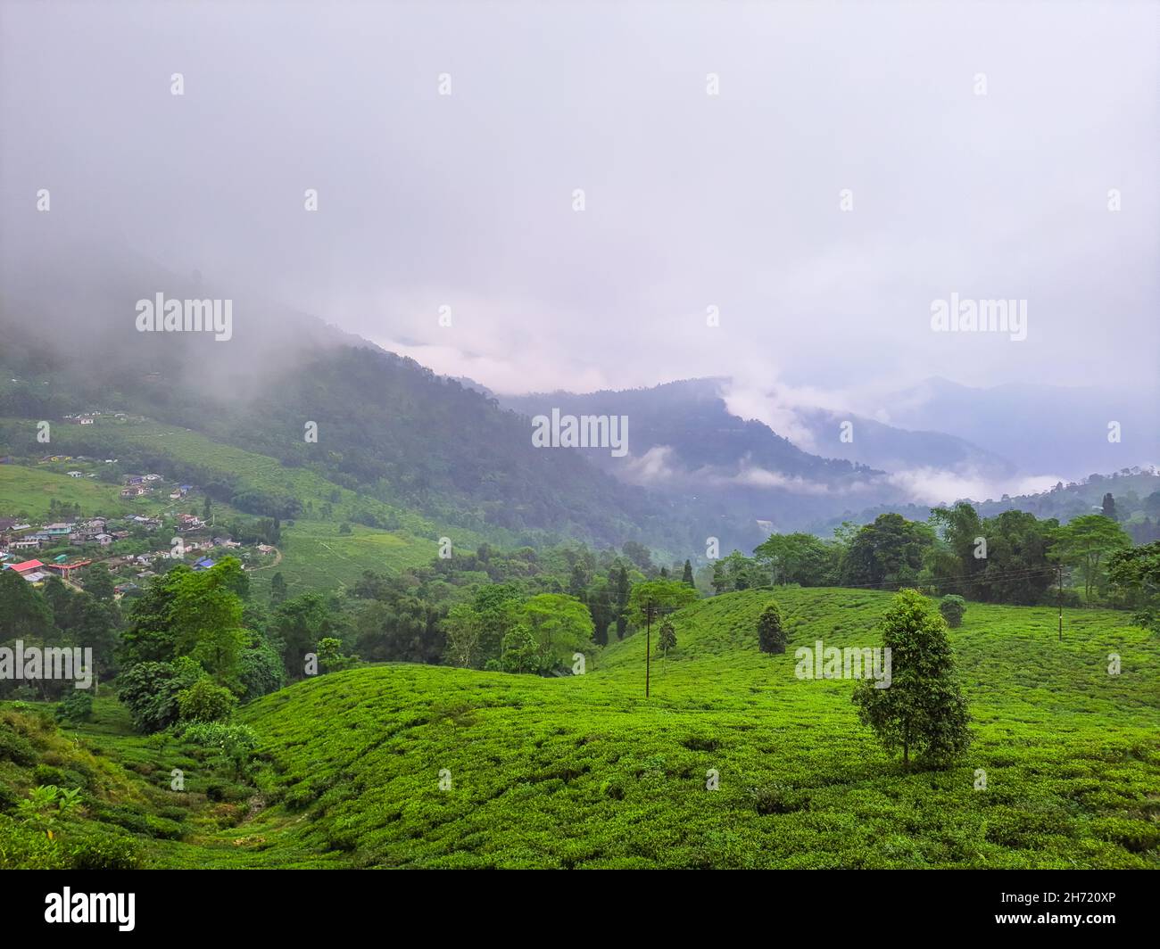 il giardino del tè alla gamma di montagna nebulosa il paesaggio stupefacente coperto di nebbia all'immagine del mattino è preso al mirik darjeeling dell'india occidentale del bengala. Foto Stock