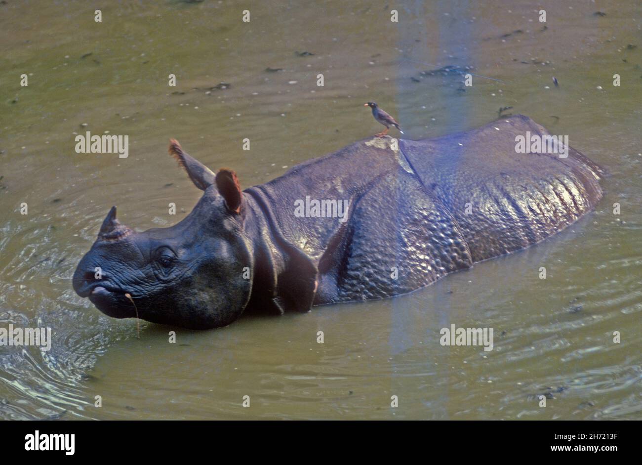 Rhinoceros rhinoceros rhinoceros unicornis più grande un-corned nel wallow Chitwan Parco Nazionale Nepal Foto Stock