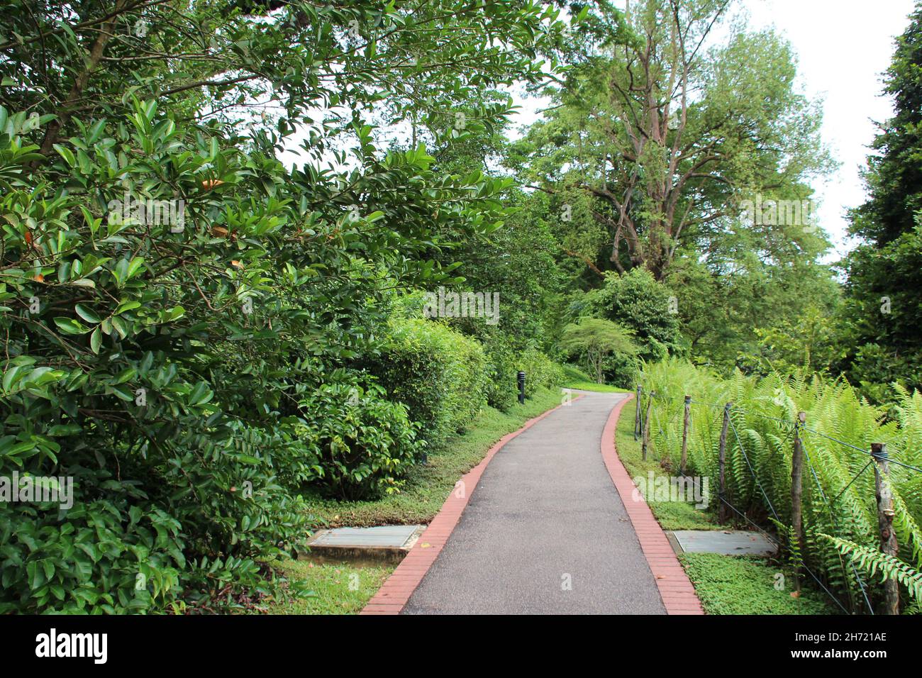 presso i giardini botanici di singapore a singapore Foto Stock