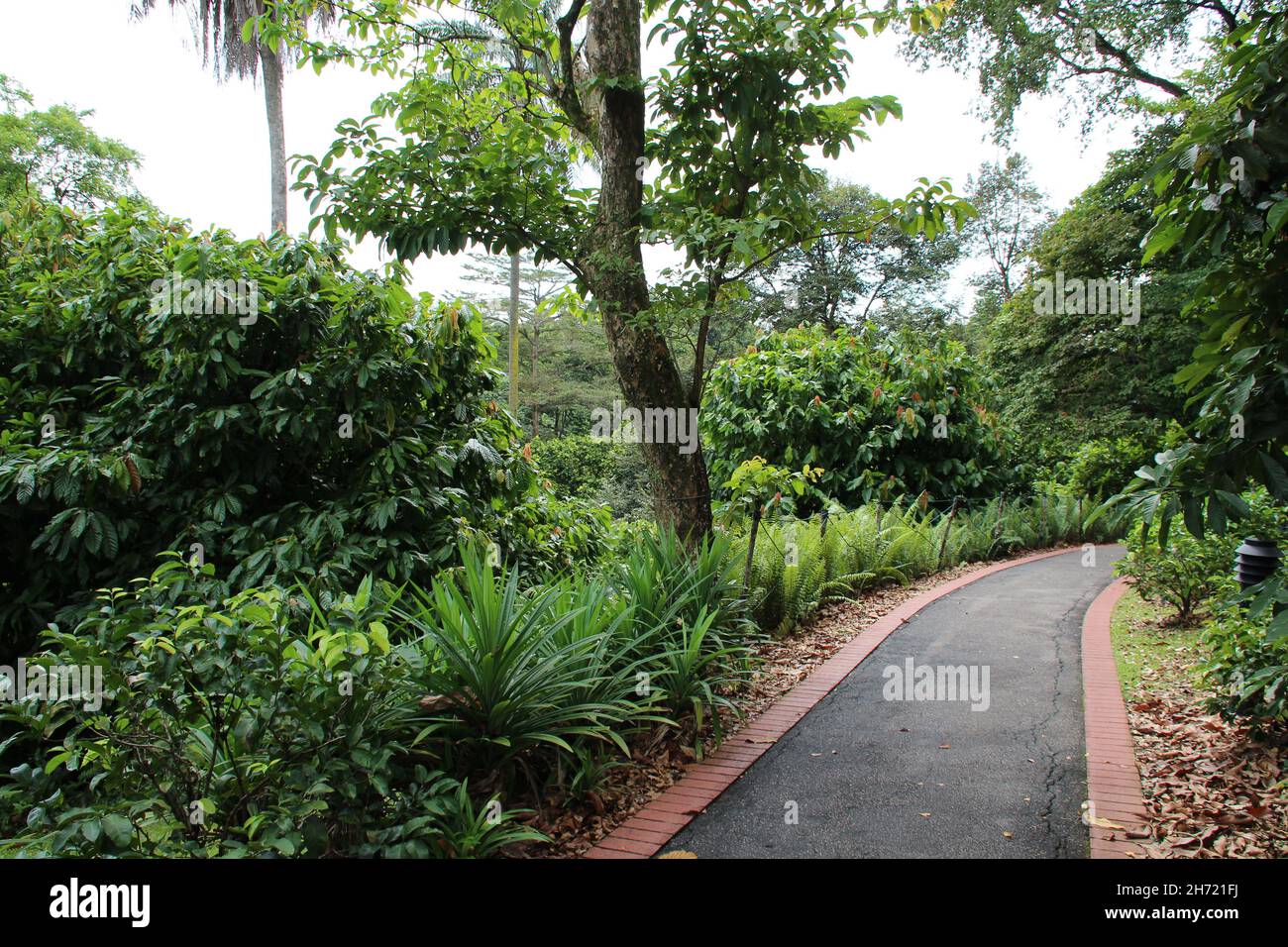 presso i giardini botanici di singapore a singapore Foto Stock