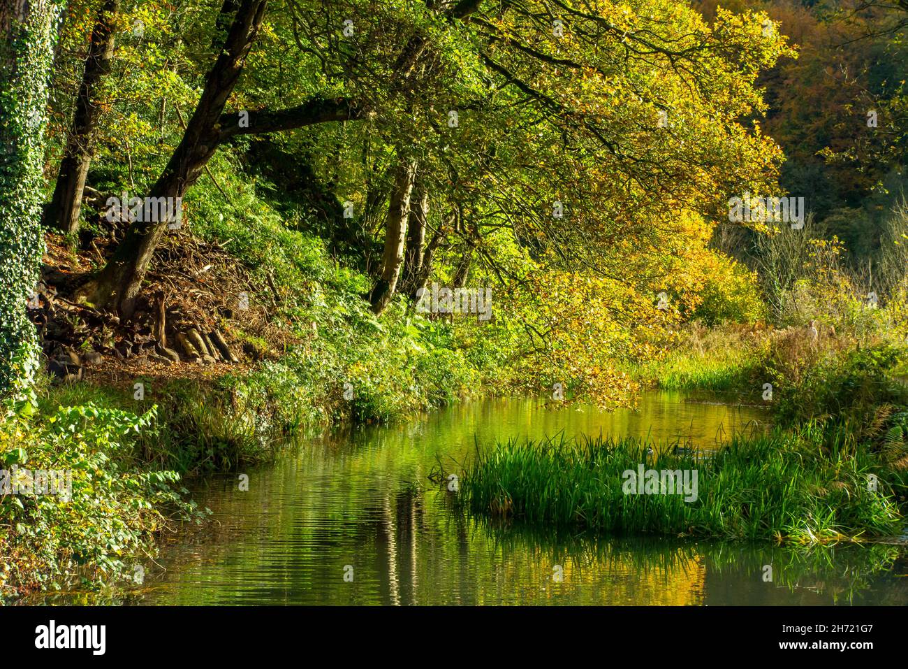 Alberi d'autunno riflessi in acqua sul canale di Cromford nel Derbyshire Peak District Inghilterra UK Foto Stock