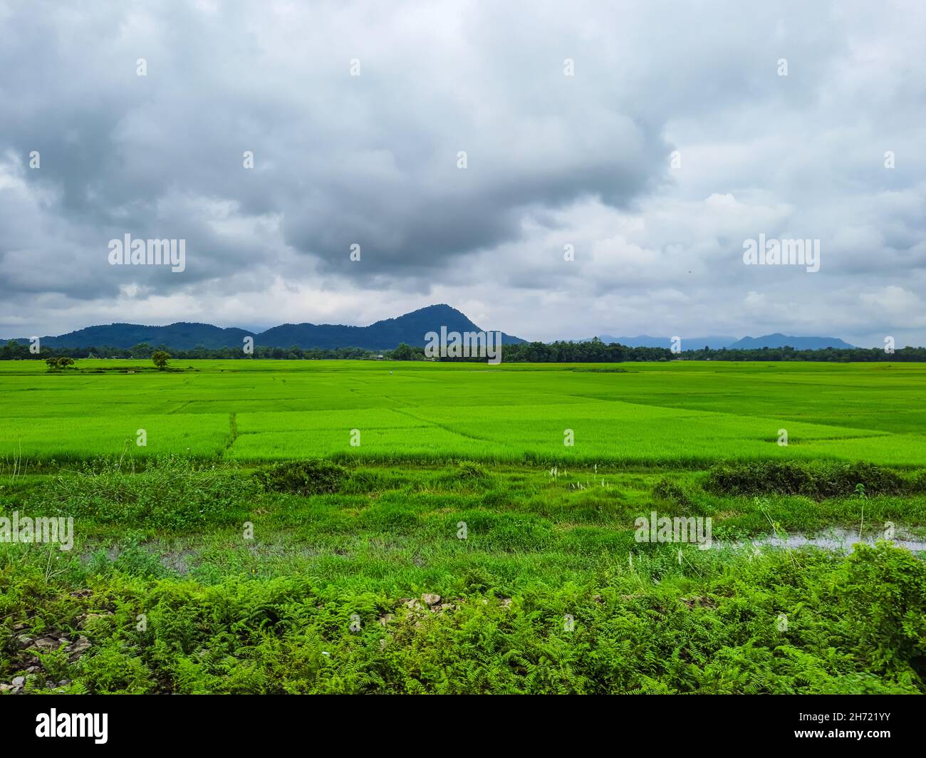 campi agricoli avidità con cielo e sfondo di montagna drammatico al mattino immagine è preso a guwahati assam india. Foto Stock