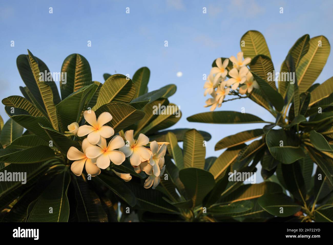 Frangipani fiori al tramonto con la luna sullo sfondo, Darwin, Northern Territory. Australia Foto Stock