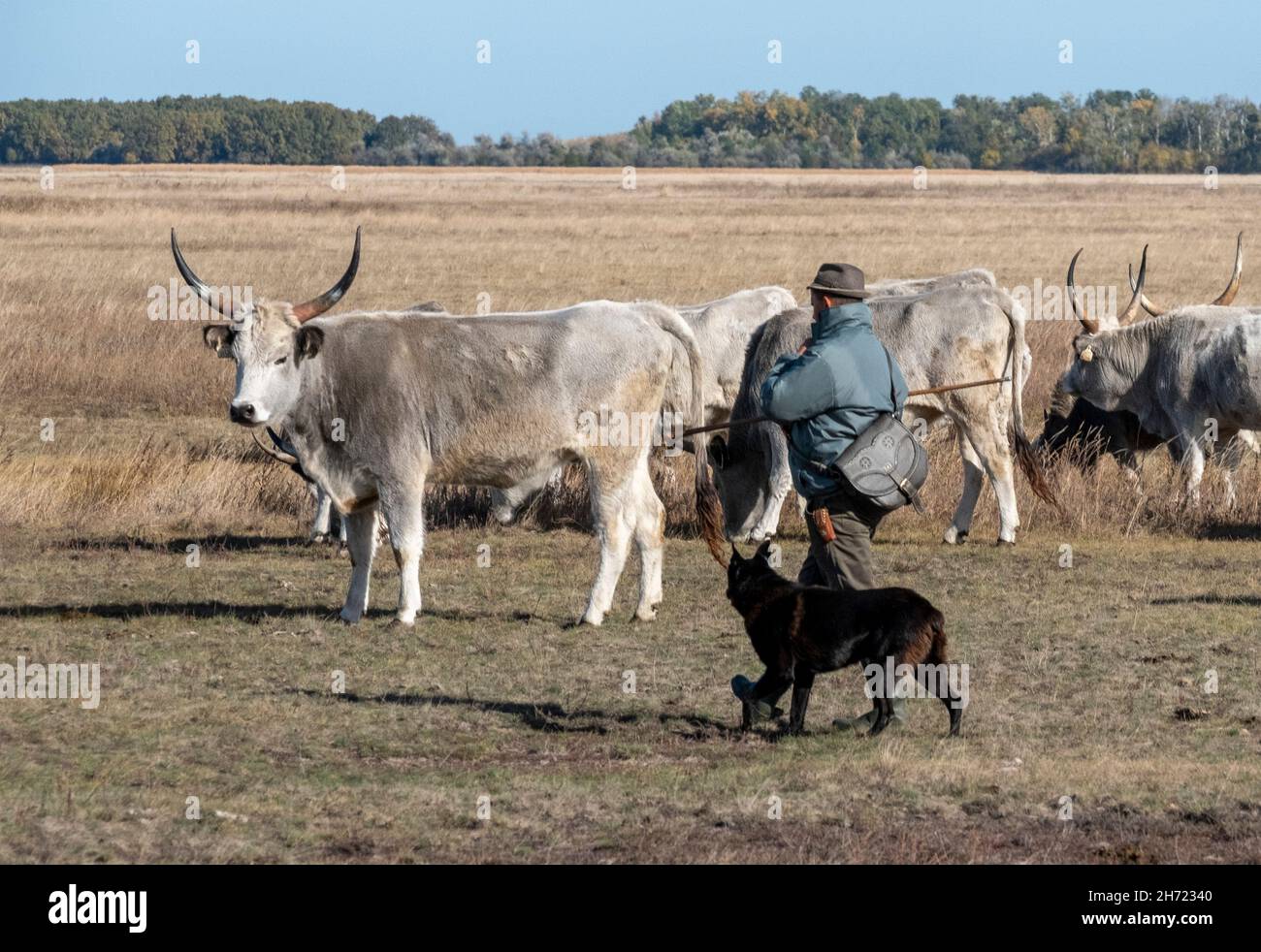 Un pastore frequenta un allevamento di bovini ungheresi grigi con il suo cane nel puszta, Parco Nazionale di Hortobagy, Ungheria Foto Stock
