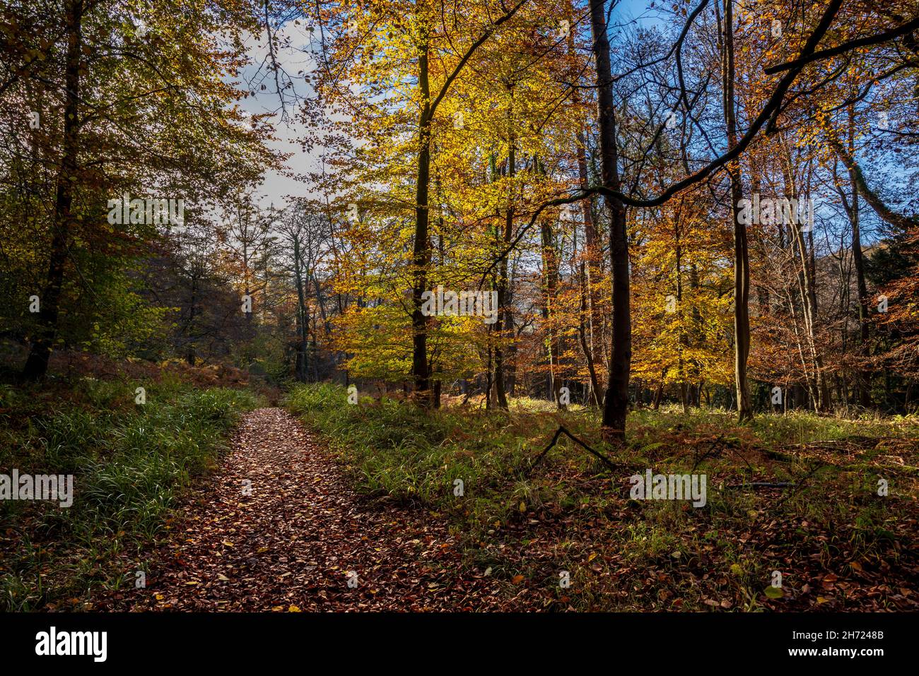 Un sentiero coperto foglia attraverso la foresta autunno a Symonds Yat Rock, Foresta di Dean, Herefordshire, Inghilterra Foto Stock