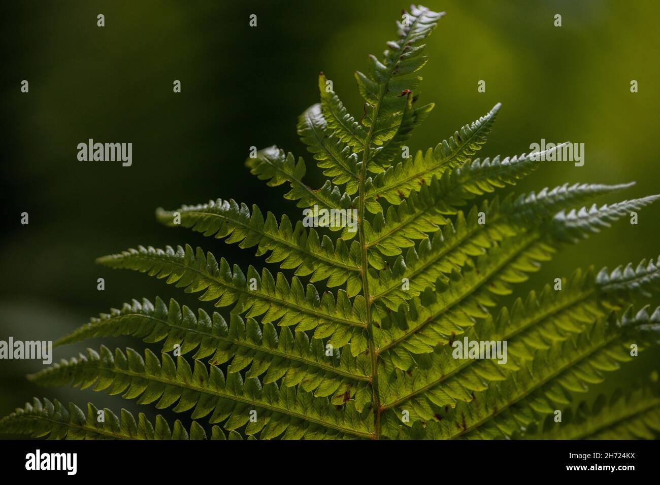 Perfetto schema di felce naturale, bellissimo sfondo fatto con giovani foglie di felce verde. Foto Stock