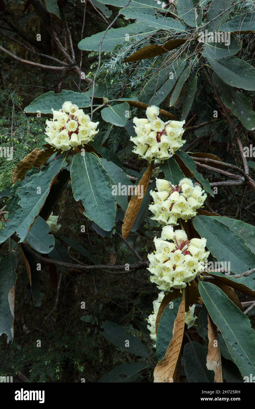 Falconer Rhododendrons, Rhodendron falconeri, in fiore nelle montagne del Bhutan. Foto Stock