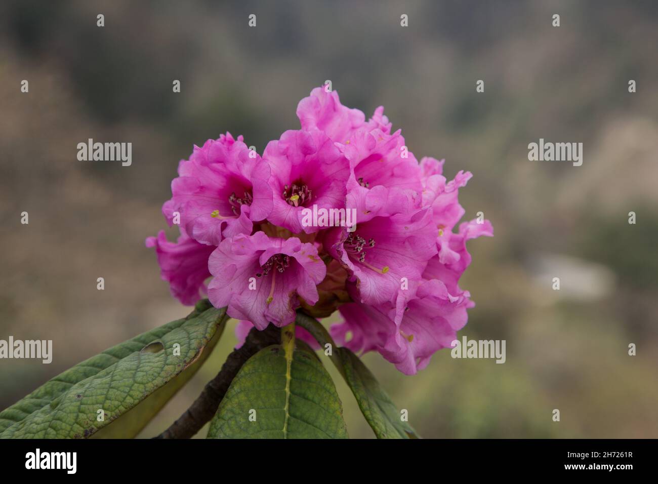 Un porpora Tala Rhodendron, Rhododendron kesangiae, in fiore nelle montagne del Bhutan. Foto Stock