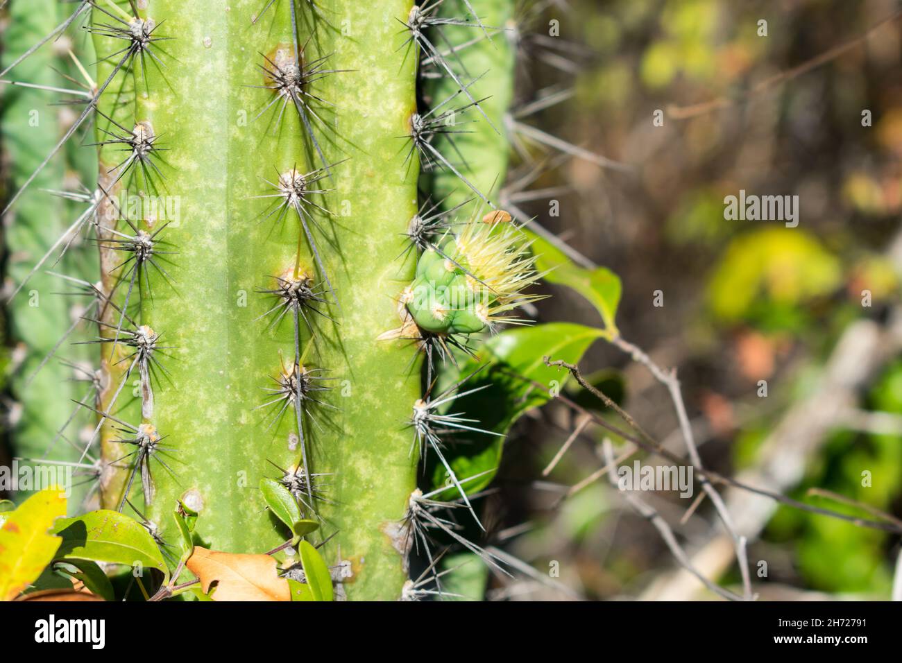 Primo piano di un cactus di mandacaru (Cereus jamacaru) con un cucù crescente (offshoot) nella foresta di caatinga - Oeiras, stato di Piaui, Brasile Foto Stock