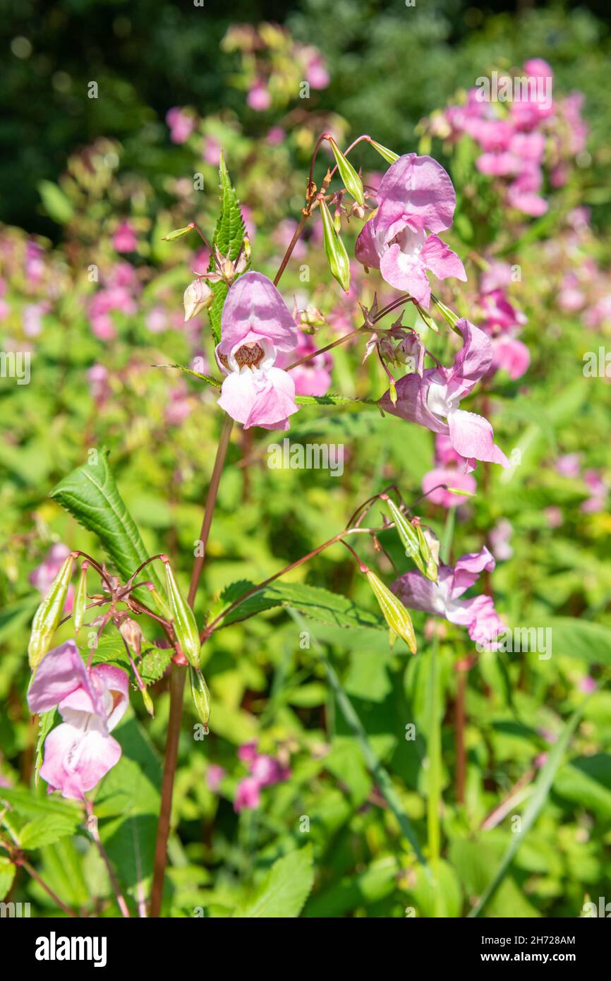 Balsamo Himalayan (impatiens gladulifera) fiori in fiore Foto Stock