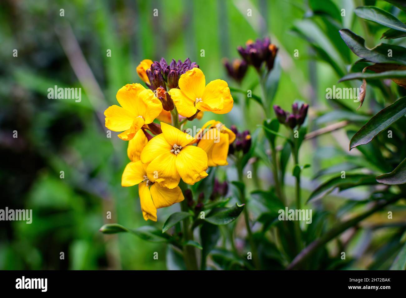 Fioriture arancioni e rosse e fiori di murale o Erysimum cheiri pianta e foglie verdi in un giardino in una soleggiata primavera giorno, bella all'aperto f Foto Stock
