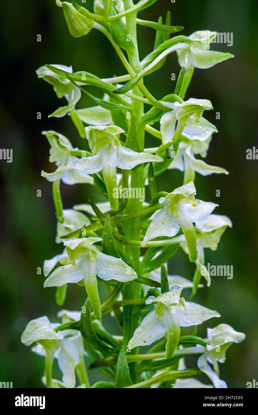 Maggiore farfalla-orchidea (Platanthera chlorantha / Platanthera montana / Orchis chlorantha) in fiore Foto Stock